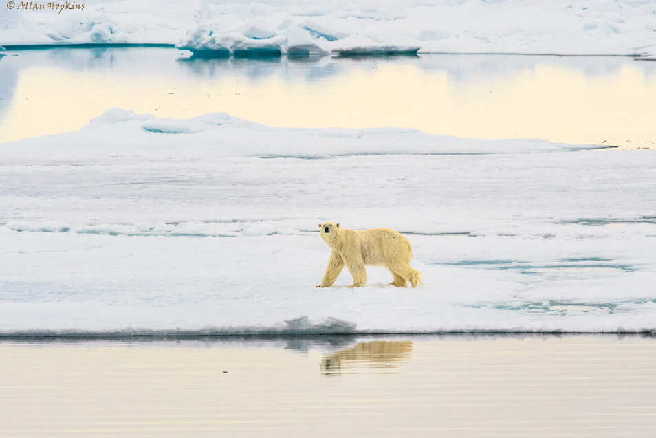 The polar bear disappears from Svalbard when the ice is melting. THis picture is from Spitsbergen last summer. Photo: Allan Hopkins/flickr.com