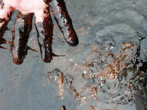 En delegat fra Amnesty International viser hvor mye olje det er i en av elvene i Niger-deltaet etter oljelekkasjer. Foto: Jenn Farr/flickr.com